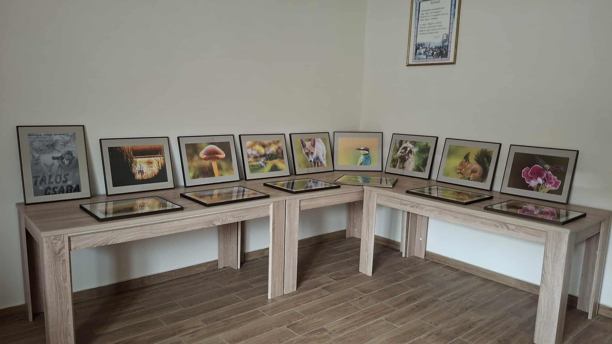 dobronte taloscsaba 1