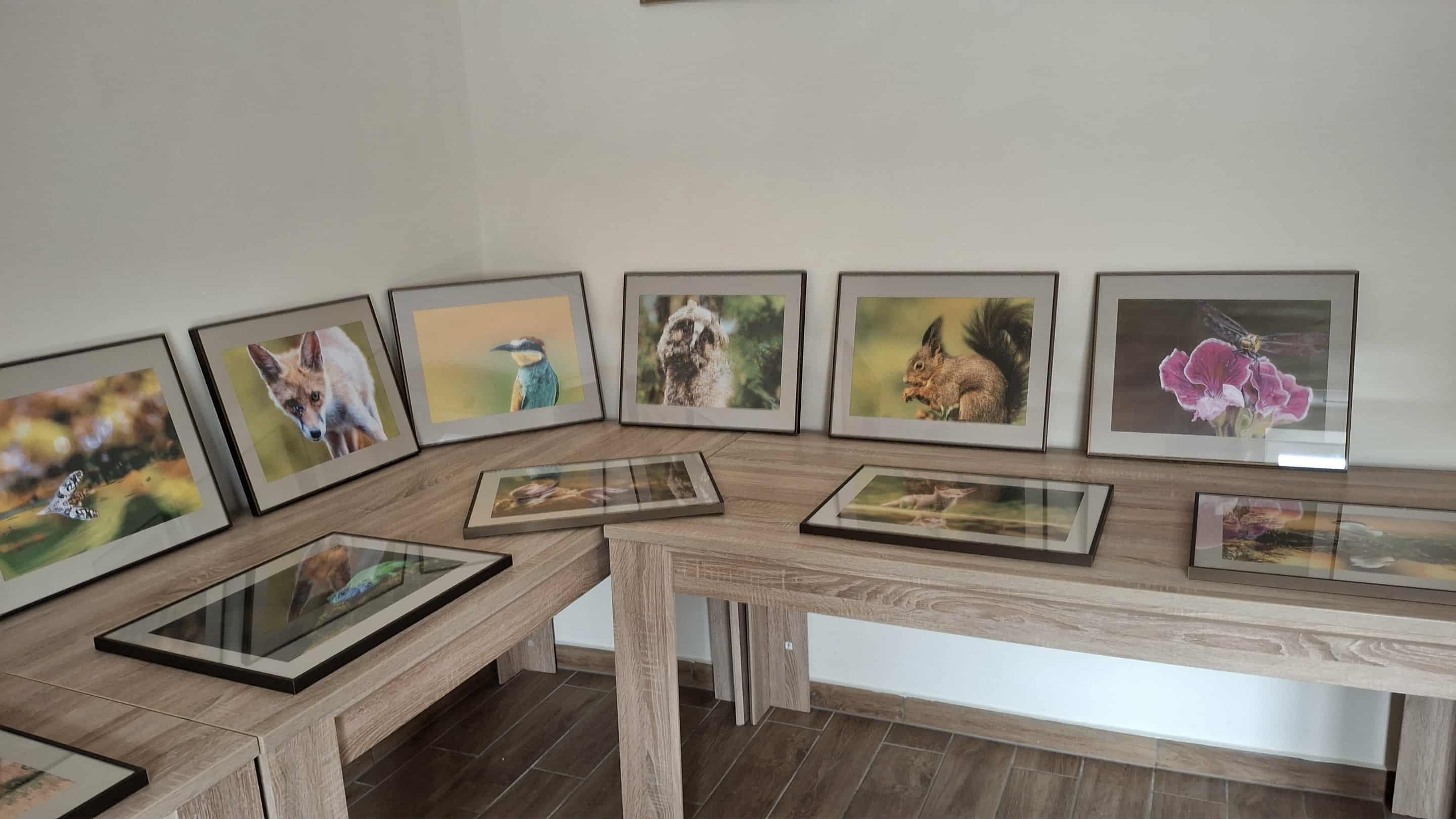 dobronte taloscsaba 2